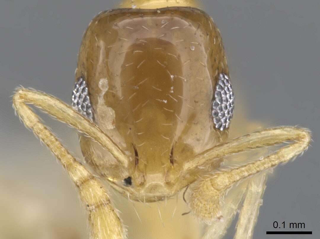 Слика од Monomorium micula