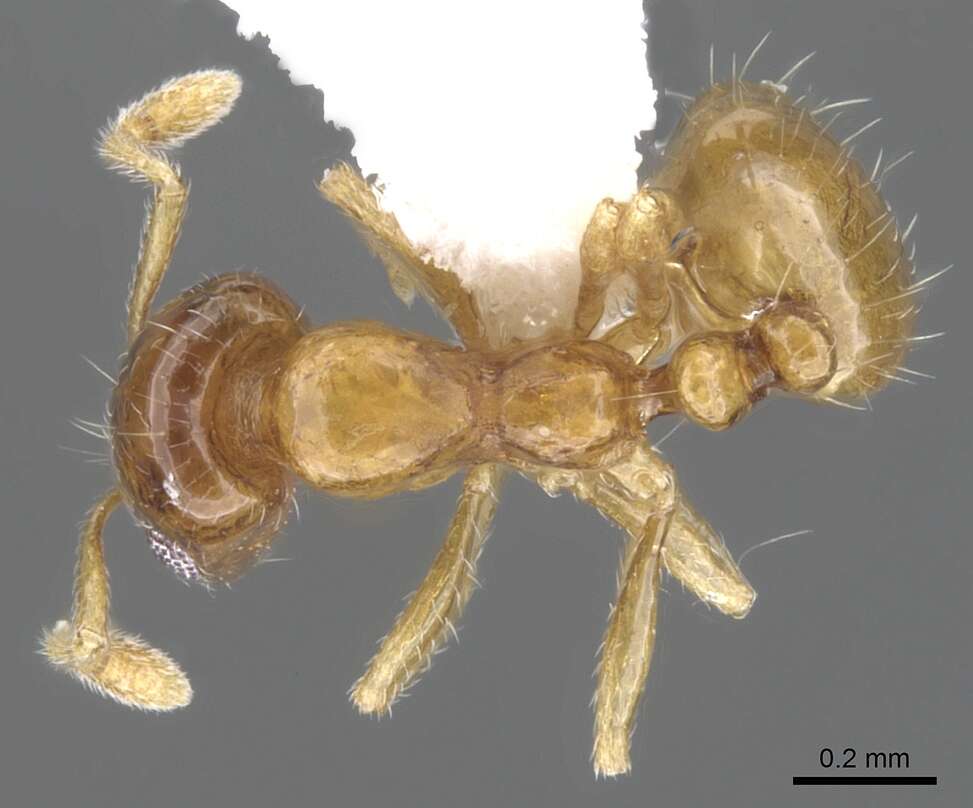 Image of Monomorium silaceum