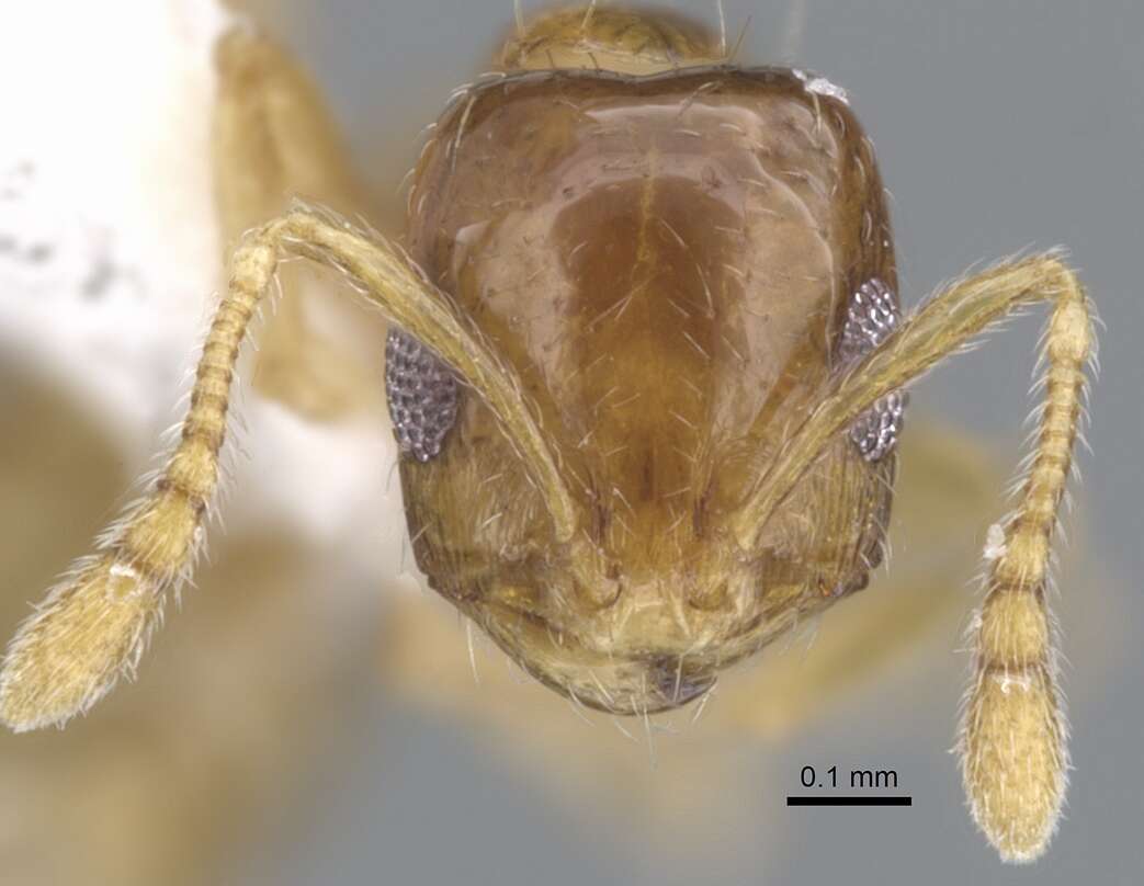 Image of Monomorium silaceum