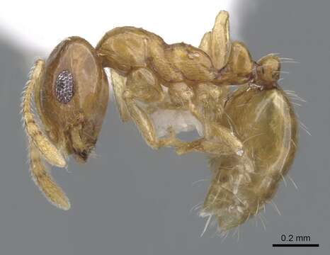 Слика од Monomorium silaceum