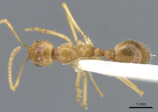 Image of Megalomyrmex cyendyra Brandao 1990