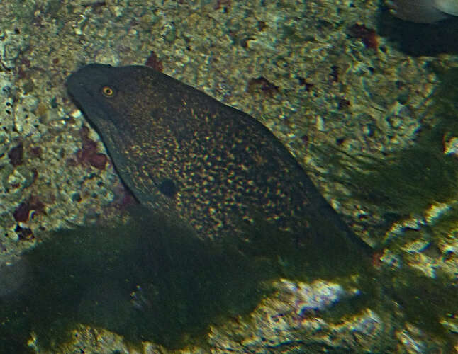 Image of Yellow edged moray