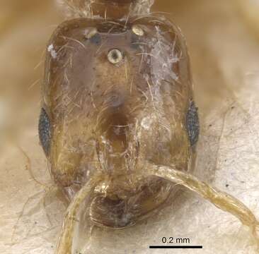 Image of Solenopsis cooperi Donisthorpe 1947