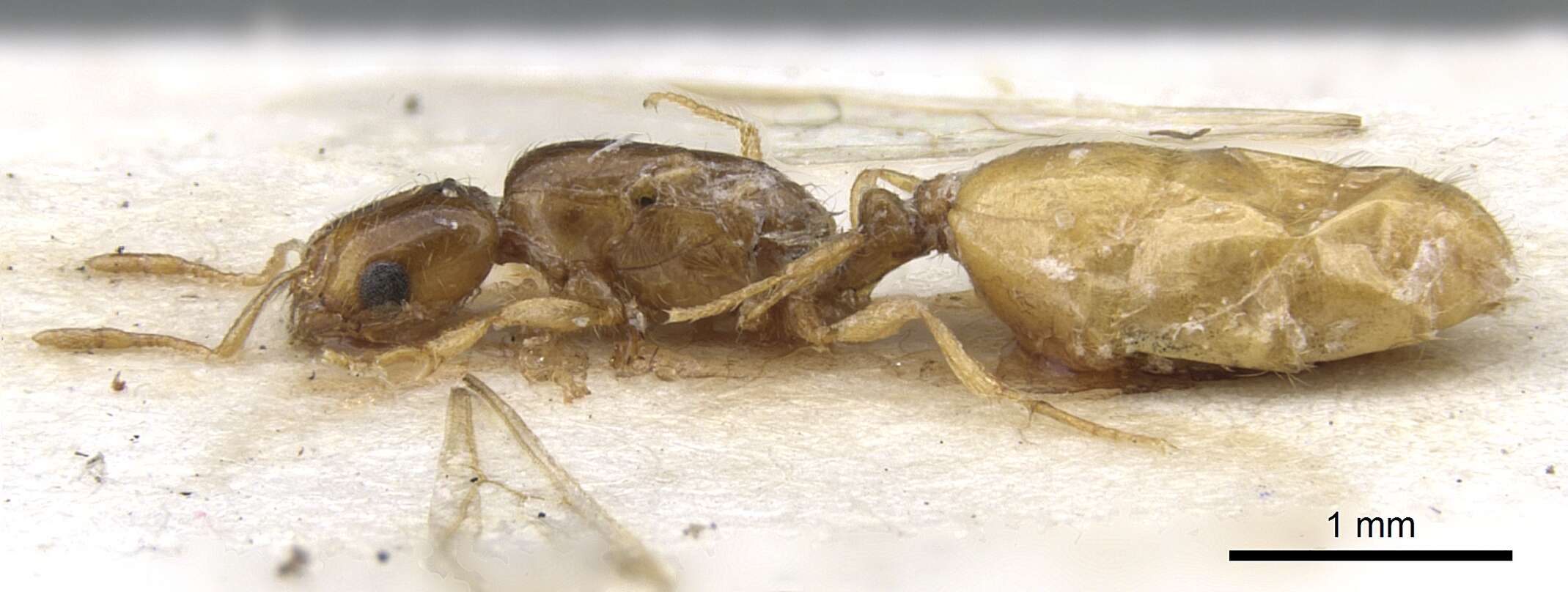 Image of Solenopsis cooperi Donisthorpe 1947