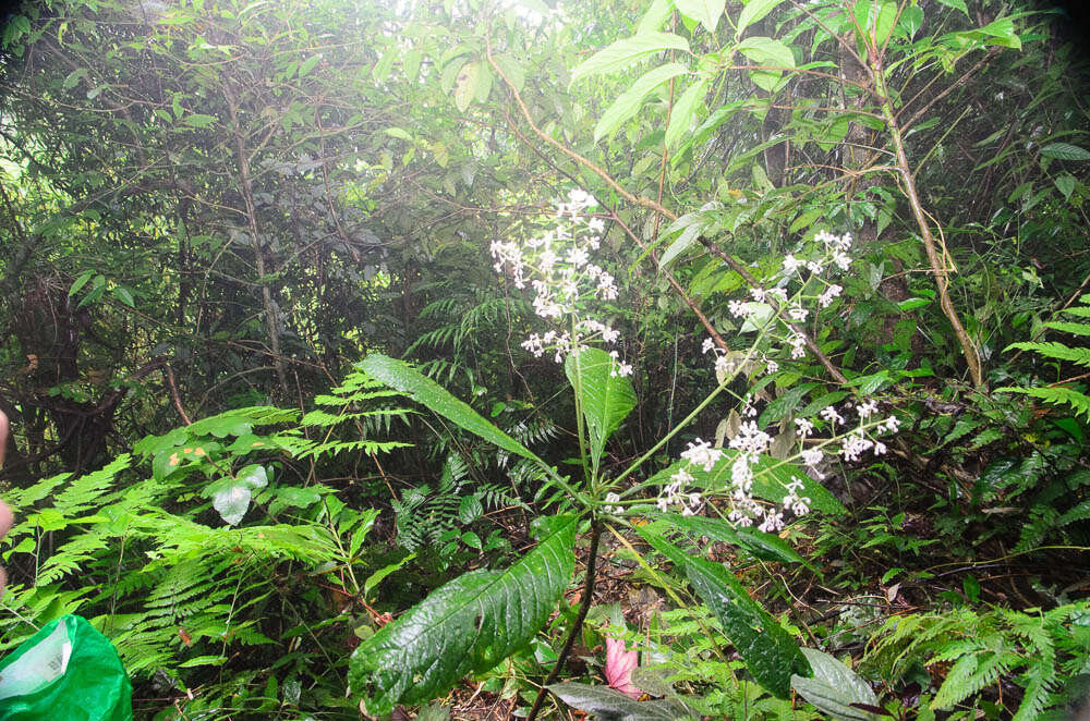 Image de Ardisia gigantifolia Stapf