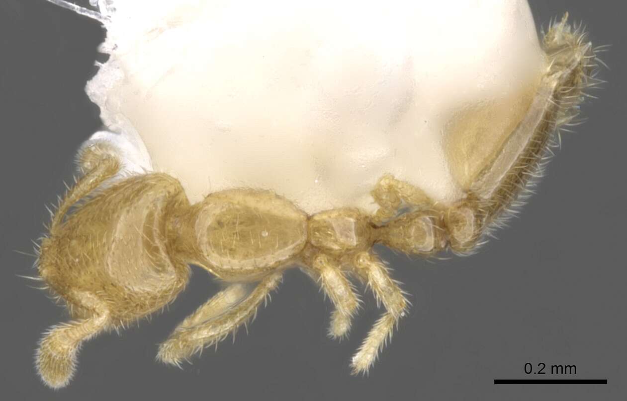 Image of Solenopsis subterranea MacKay & Vinson 1989