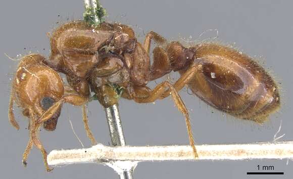 Image of Fire ant