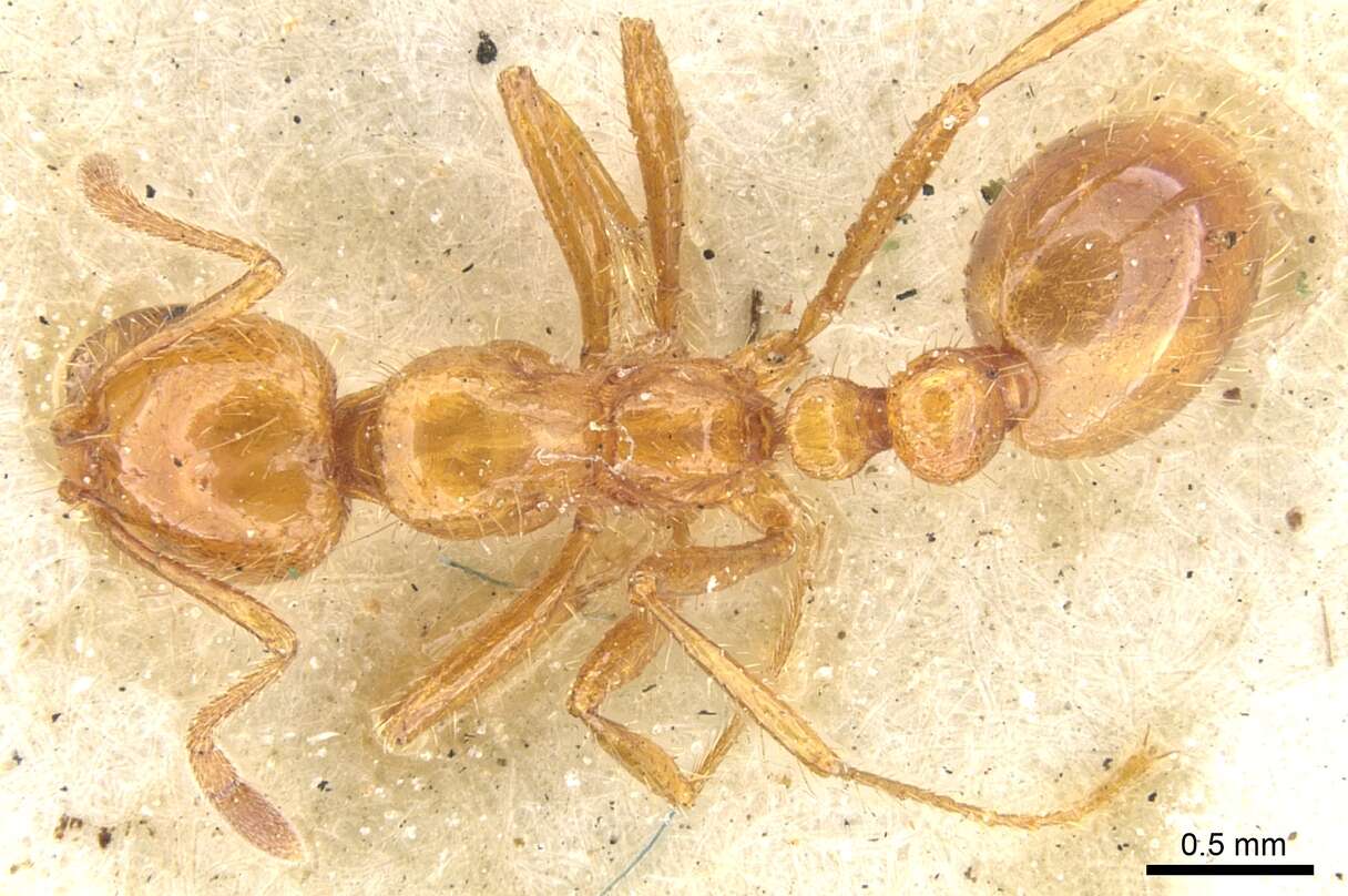 Imagem de Solenopsis virulens (Smith 1858)