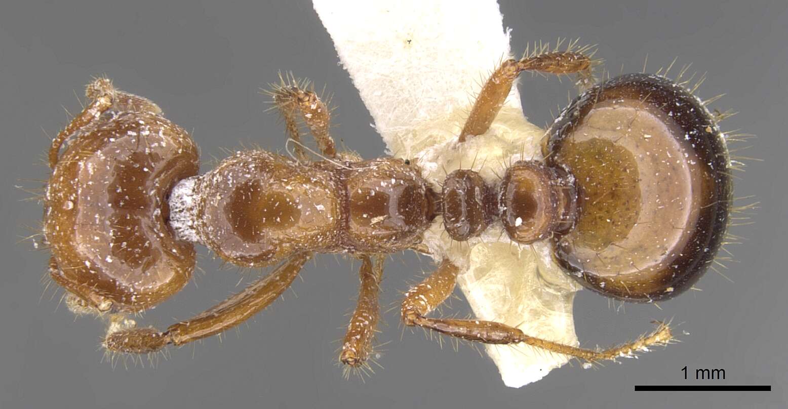 Image of Red imported fire ant