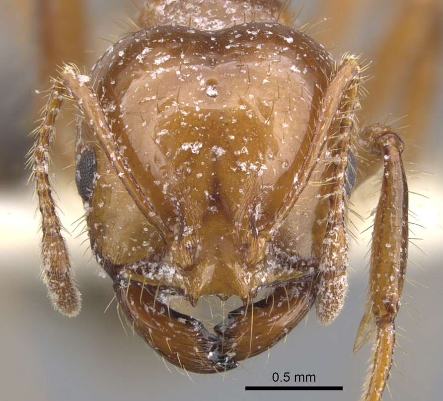 Image of Red imported fire ant