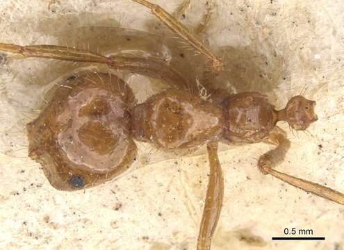 صورة Solenopsis saevissima (Smith 1855)