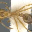 Image of Solenopsis pusillignis Trager 1991