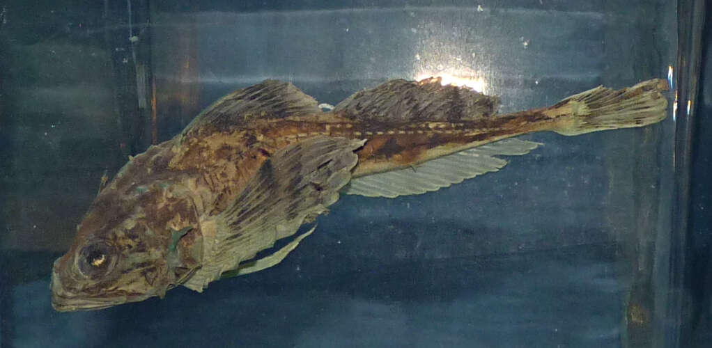 Image of Arctic Staghorn Sculpin