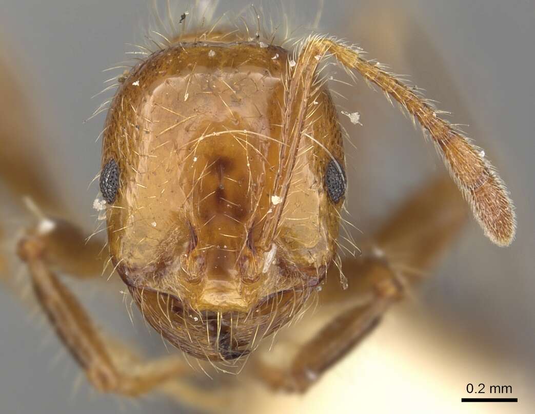 Image of Solenopsis weyrauchi Trager 1991