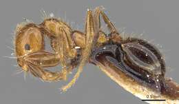 Image of Solenopsis weyrauchi Trager 1991