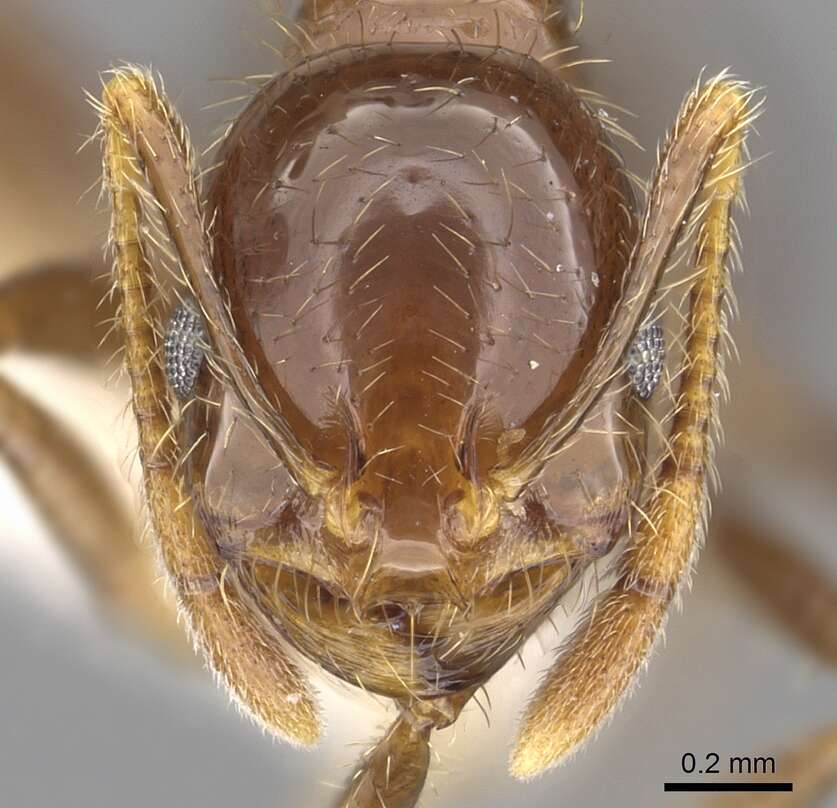 Image of Solenopsis megergates Trager 1991