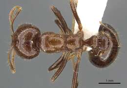 Image of Solenopsis megergates Trager 1991