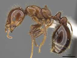 Image of Solenopsis megergates Trager 1991