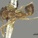 Image of Solenopsis nitens Bingham 1903