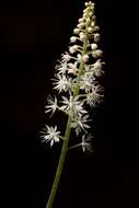 Image of Heartleaved foamflower