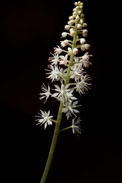 Image of Heartleaved foamflower