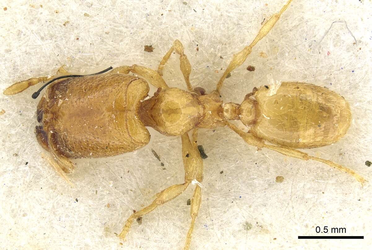 Image of <i>Carebara perpusilla</i>