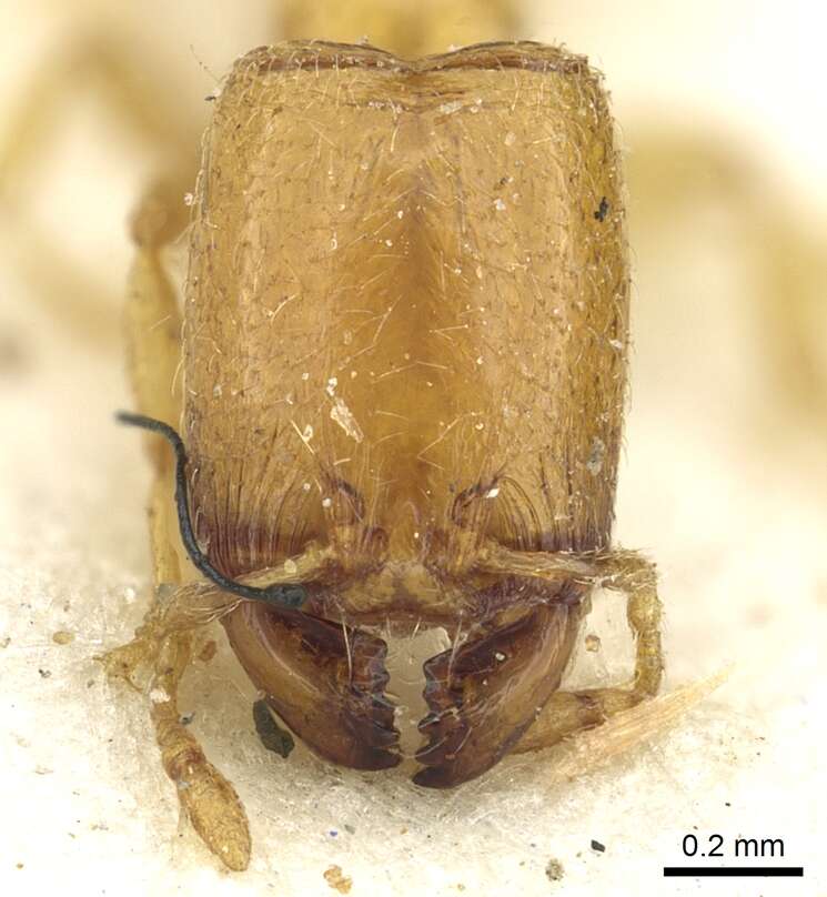 Image of <i>Carebara perpusilla</i>