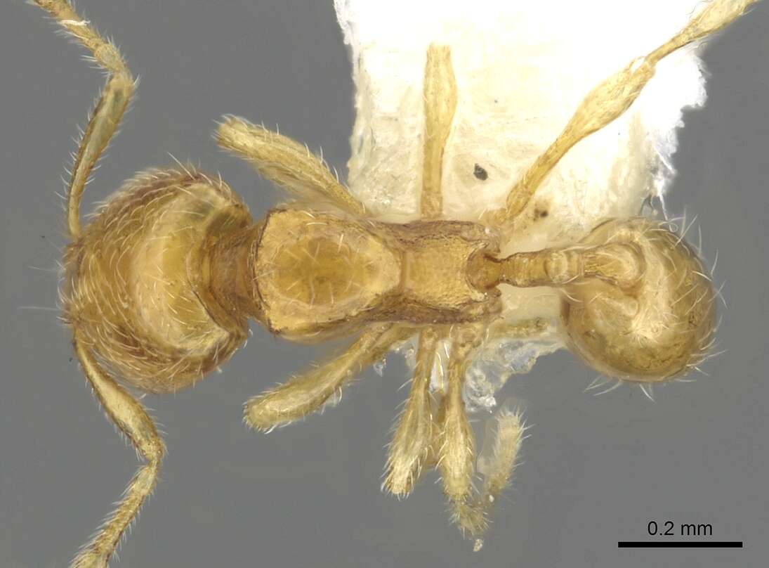 Image of <i>Carebara perpusilla</i>