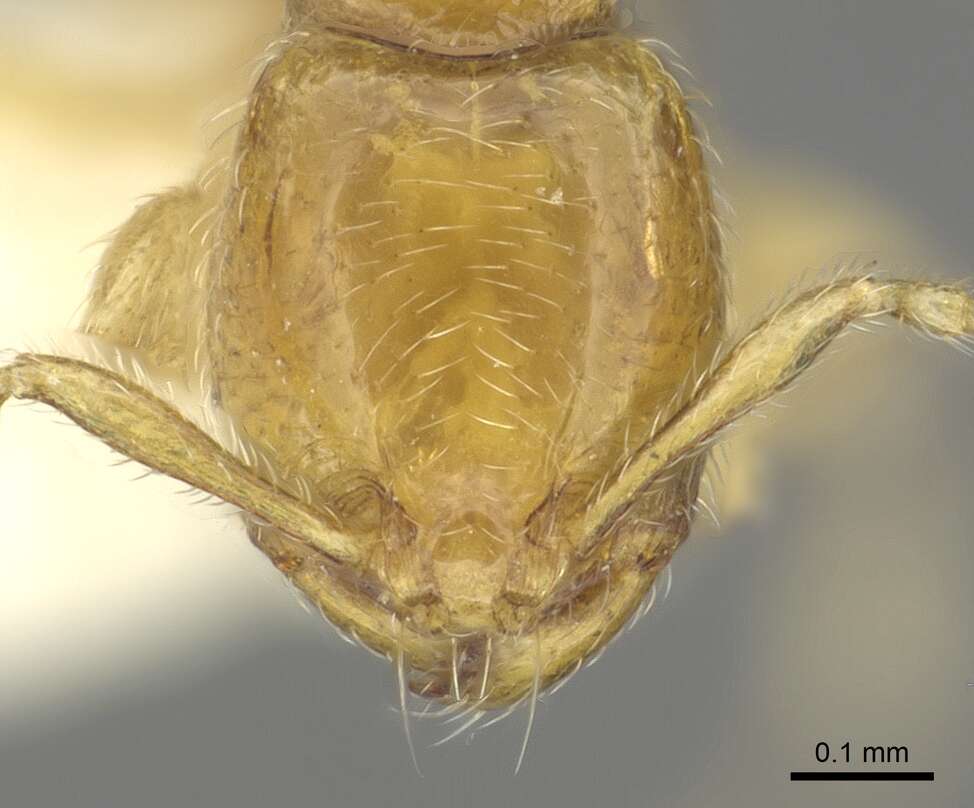 Image of <i>Carebara perpusilla</i>