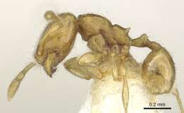 Image of <i>Carebara perpusilla</i>