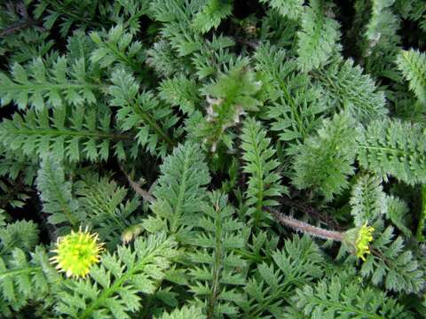 صورة Leptinella squalida subsp. squalida