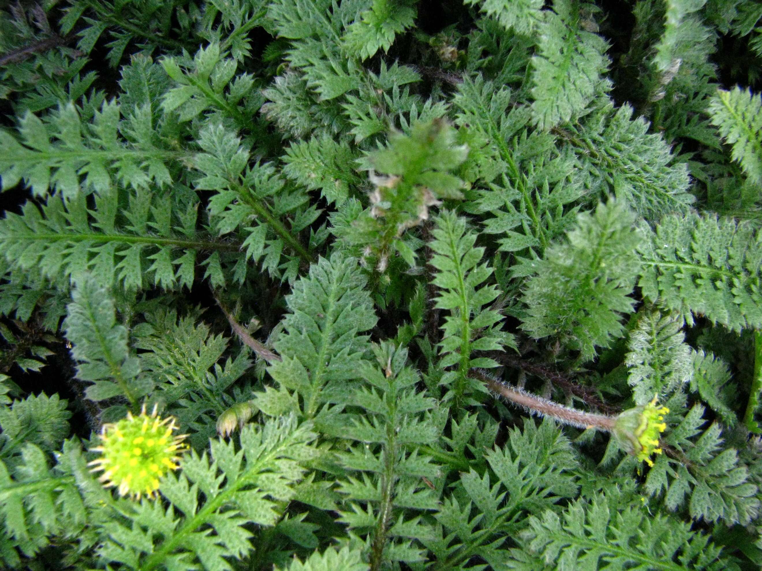 Leptinella squalida subsp. squalida resmi