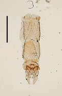 Image of Micropsectra junci (Meigen 1818)