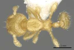 Image de <i>Carebara globularia</i>