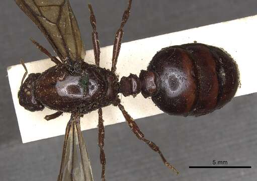 Image of <i>Carebara castanea</i> Smith 1858
