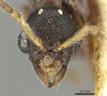 Imagem de Typhlomyrmex