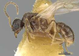 Imagem de Typhlomyrmex