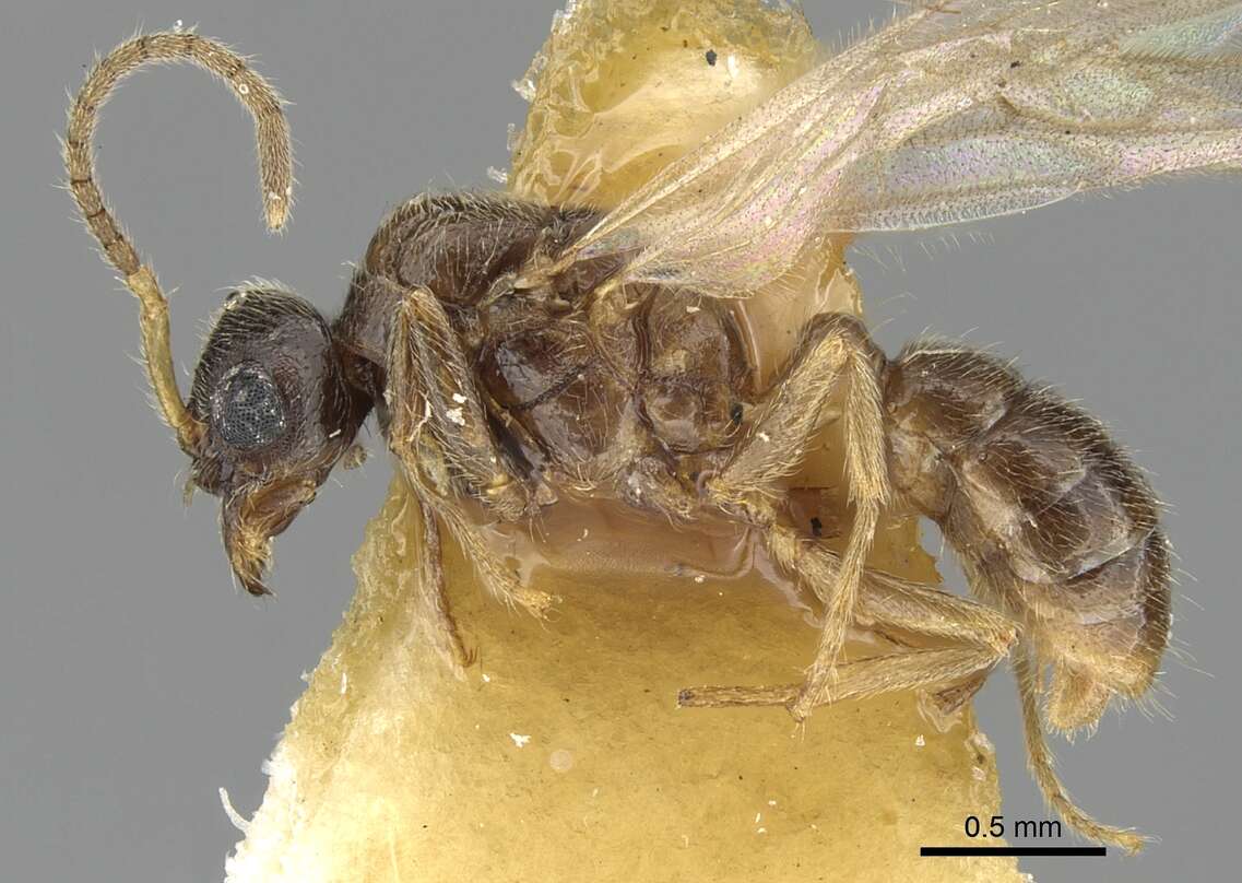 Imagem de Typhlomyrmex