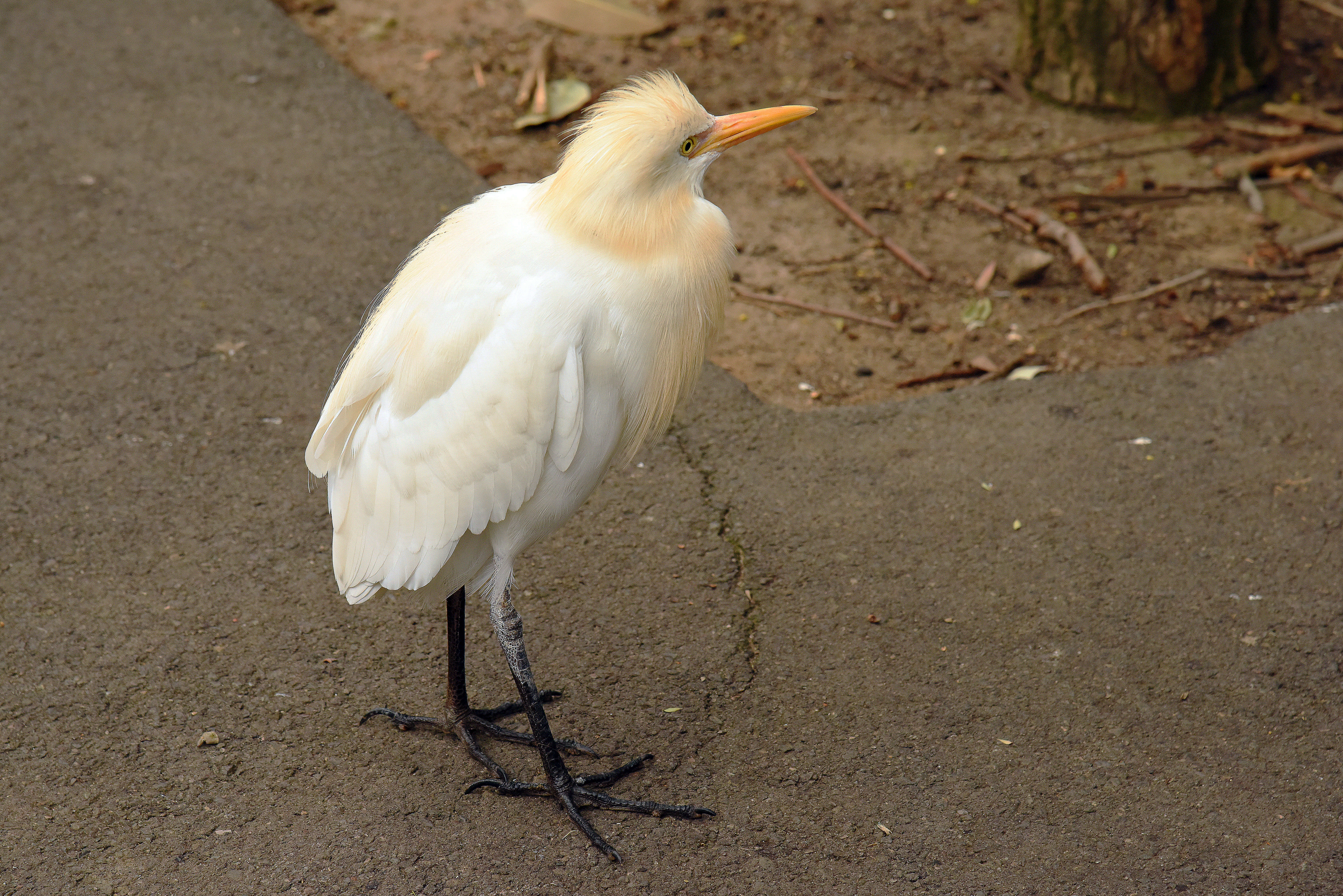 Bubulcus coromandus (Boddaert 1783) resmi