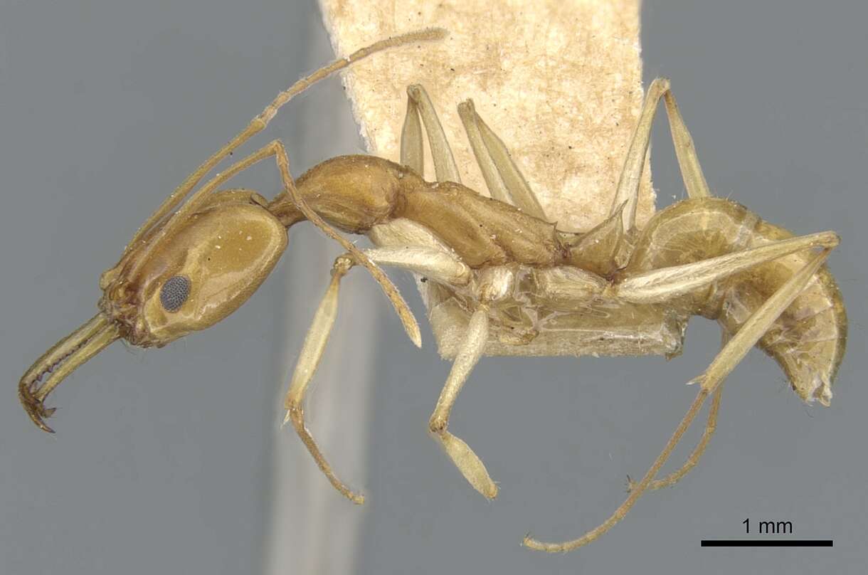 Image of Anochetus kempfi Brown 1978