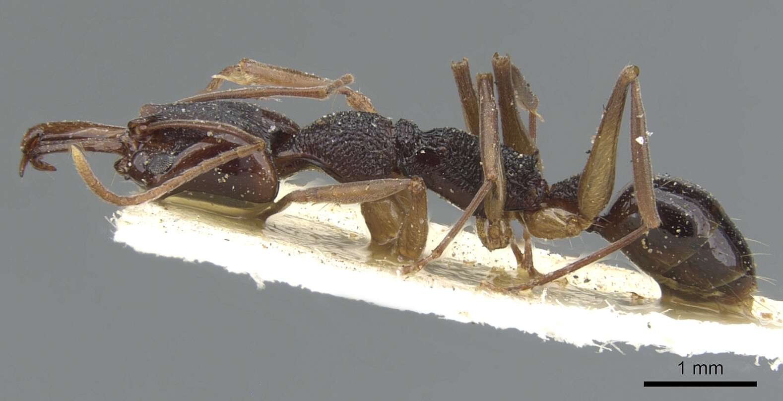 Image of Anochetus bispinosus (Smith 1858)