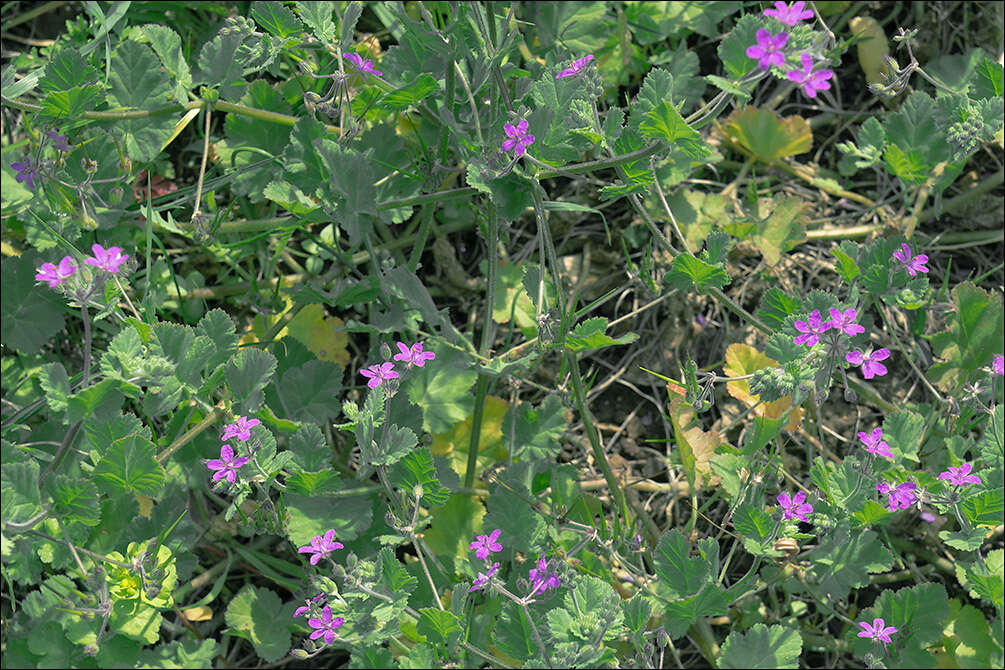 Imagem de Erodium malacoides (L.) L'Her.