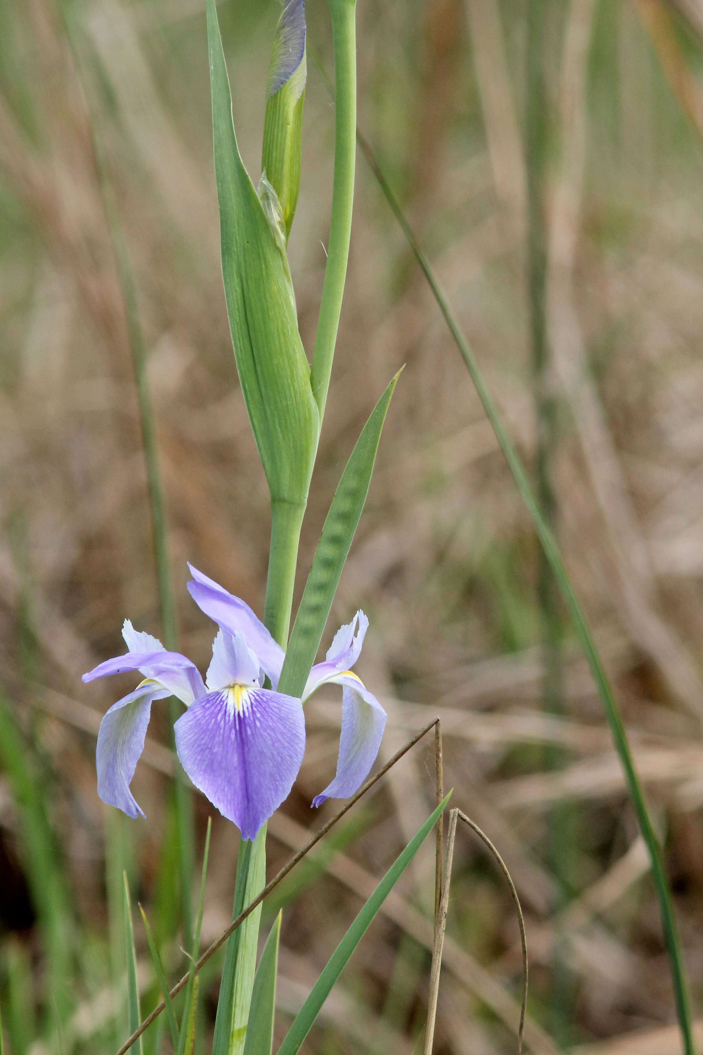 Sivun Iris savannarum Small kuva