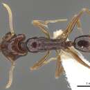 Imagem de Anochetus strigatellus Brown 1978