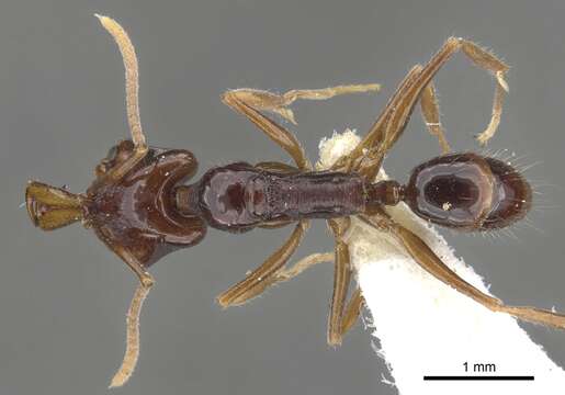 Image of Anochetus strigatellus Brown 1978