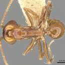 Image of Anochetus brevis Brown 1978
