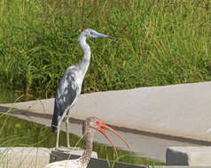 Image of Little Blue Heron