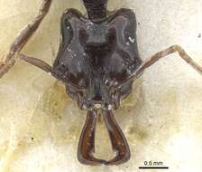 Image of Anochetus seminiger Donisthorpe 1943