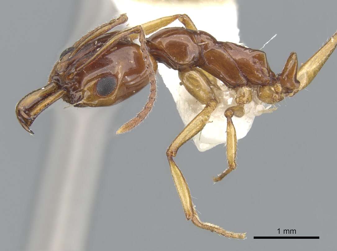 Image of Anochetus armstrongi McAreavey 1949