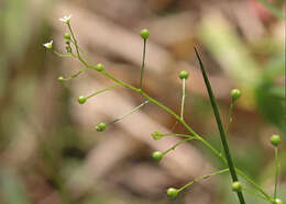 Image of Samolus parviflorus